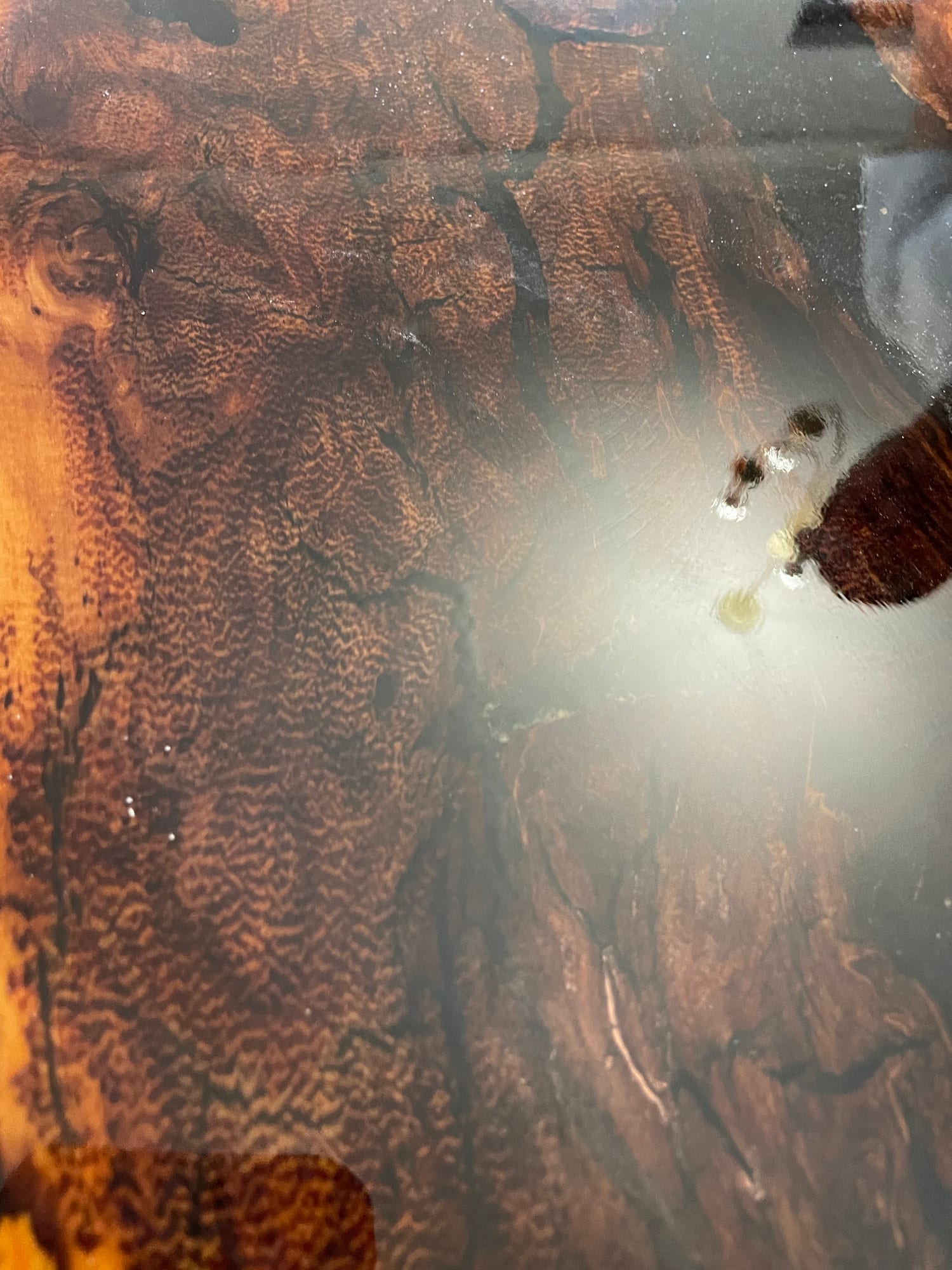 Tiger Yew — archive photograph 6
