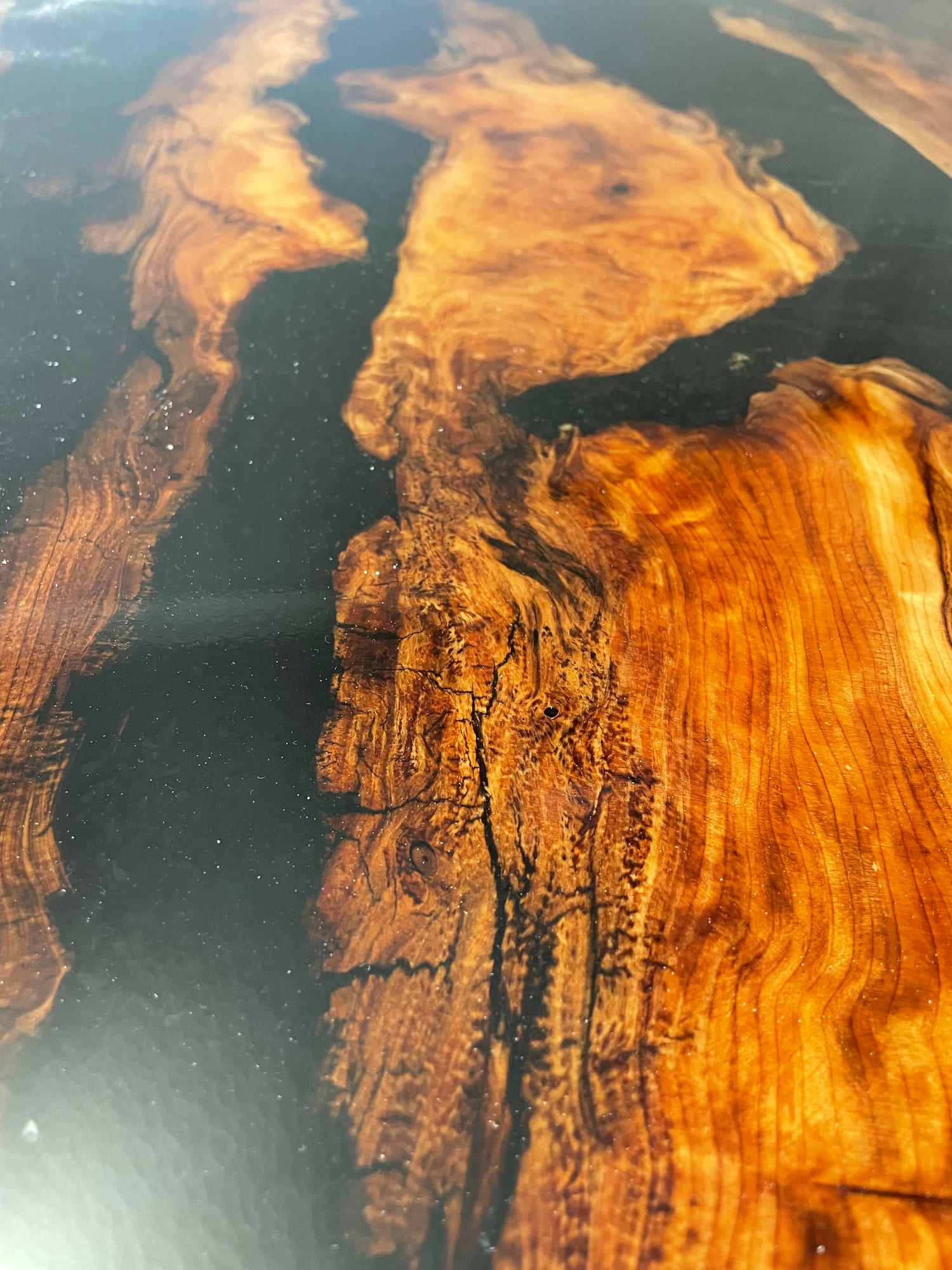 Tiger Yew — archive photograph 8